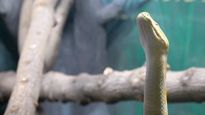 Large Yellow Python Crawls Around Enclosure Stock Footage Video (100% Royalty-free) 1039200062 | Shutterstock