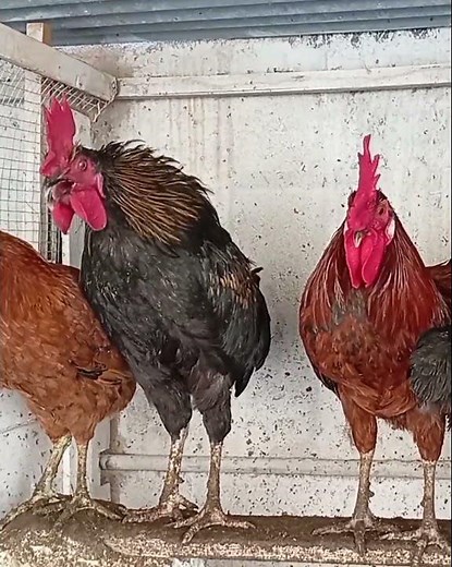 chicken rooster crowing sounds 🐓 #chicken #birds #american