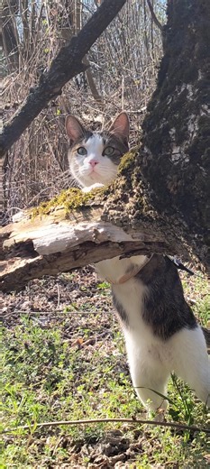 When the Cat hears birds in the wild! #cat #nature #catvideos #catinthewild #catinthenature #pets