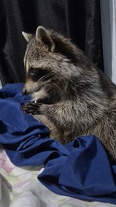 1.1K views · 80 reactions | Rockette Raccoon ~ My Part Time House Pet  She Stole My Floss.... Again #bedtime #adorable #raccoonlife #princess | Billy Raccoon | Facebook