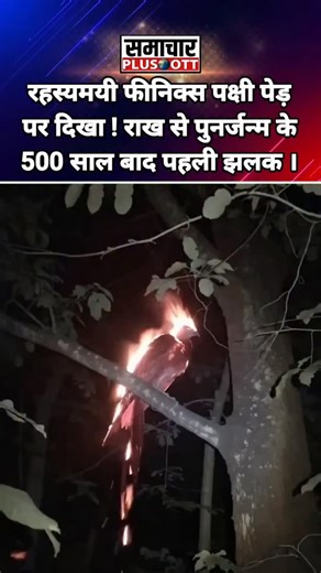 Viral Content:- प्राचीन मिथक में अमर पक्षी फीनिक्स आग में जलकर राख से मजबूत हो उठता है। सोशल मीडिया पर वायरल वीडियो में इसे पेड़ पर जलते देखा गया, जहां 500 साल चक्र पूरा होने का दावा। विशेषज्ञ इसे प्रतीक मानते, लेकिन सनसनी फैला दी। क्या ये पुनर्जन्म का चमत्कार? #फीनिक्सपक्षी #राखसेउठा #अमरपुनर्जन्म #पेड़परचमत्कार #पौराणिकरहस्य | Samachar Plus OTT