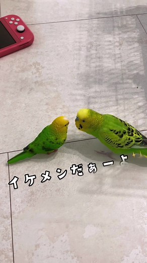 上げて落とす ポムちゃんはツンデレなのかな？🐥⸒⸒😆 #セキセイインコ #おしゃべりインコ #インコのいる生活 #セキセイインコのいる暮らし #ペット #しゃべるインコ #ポムちゃん #ベタ慣れインコ #鳥 #ペット #ツンデレ