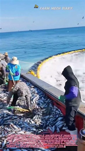 🐟 Le festin sous-marin : Nourrir les thons avec de petits poissons