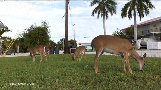 There’s a type of white-tailed deer unique to the Florida Keys that has been on the endangered species list for nearly 60 years. Their habitat is under growing threat from rising sea levels and only about 800 of them remain. William Brangham reports. | PBS NewsHour