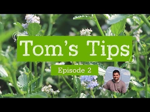 Tom's Tips #2 | Ceanothus Repens | Greenwood Plants
