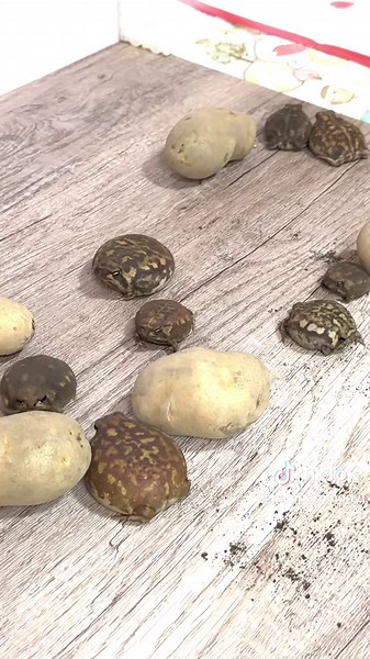 The Ultimate Guide to Common Rain Frogs