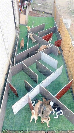 Difficulty: 🍀🍀🍀🍀🍀，Dogs in a maze #puppy #cute #pets #funny #dog