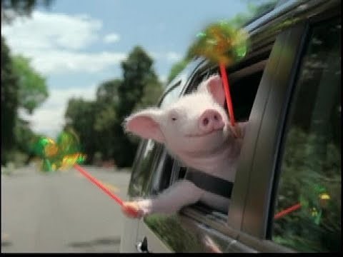 Funny Commercial - Geico - Maxwell Pig