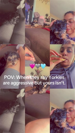 Why I Stay Home with My Adorable Yorkie