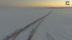 2K reactions · 345 shares | WATCH: Mesmerising footage of reindeer...