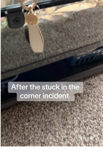 Caring for Frogs: Understanding Their Behavior and Needs