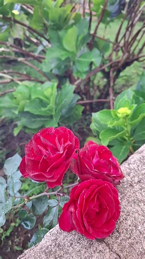 Videos de VACIL EL SALVADOR 503🇸🇻 (@carlos.y.sus.aven) con “sonido original - Ciudadan02”