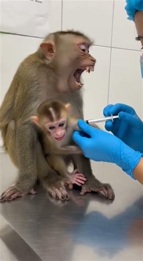 Mother Monkey’s Heartbreaking Reaction During Baby’s Injection 💔🐒