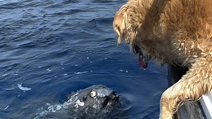 POV: Your dog is obsessed with whales and they finally say hello... #animalkind | The Commercial Appeal