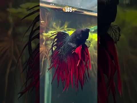 Creé un ECOSISTEMA para mi BETTA… y terminó en CRÍAS 😳 (Historia Completa)