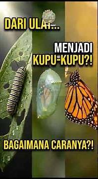 From Caterpillar to Butterfly? The Amazing Process of Metamorphosis #Metamorphosis #Butterfly