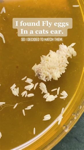 Understanding Fly Egg Hatching Process