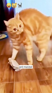 Cat fating comedy short🐈😺😛😯😄😊😀 #fbreelsfypシ゚ #reelsviralシ #comedy #reelsvideoシ #cat #catlover #viralreels #animal #catsofinstagram #anilmandal | Anil Kumar Mandal