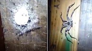 Pest controller finds monster huntsman and 100 spider babies in roof