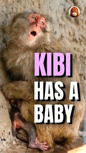 Punch Has a Brother Now? The Truth About Whether Kibi Is the Mother