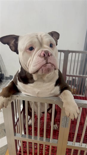 34K views · 3.6K reactions | please don’t grow up too fast凉 #timeisathief #dog #pet #fyp #fbreels #reelsviral #love #cute #happy #americanbully #followus | Glasses the Bully | Facebook