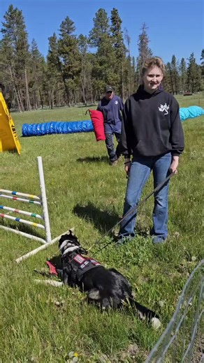 Border Collie as a Protection Dog: Training Insights