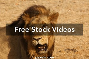 Simba Lion Videos, Download The BEST Free 4k Stock Video Footage & Simba Lion HD Video Clips