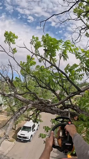 Trimming pecan trees #treework #treeservice #treetrimming
