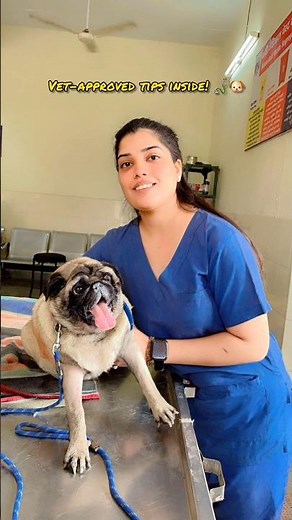Vet-Approved Pug Care Tips Every Owner Must Know #pug #dog #dogcare #puppycare #veterinarian #shorts