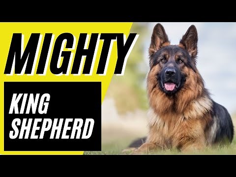 KING SHEPHERD - 7 things you didn't know about King Shepherds