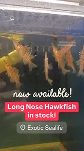 12 reactions | The Long Nose Hawkfish is known for its hawk-like...