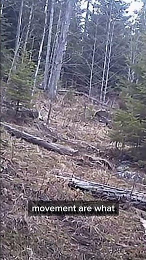 Clear Bigfoot Trail Cam Footage