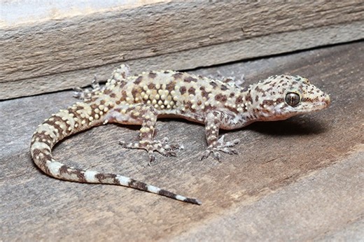 Indiana DNR asking public to report sightings of Mediterranean geckos in state