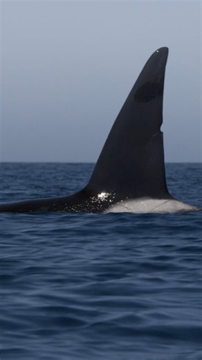 Big male orca! | Slater Moore Photography