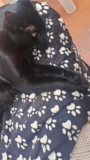 Siesta n.3 de Lucifer #gatos #lucithecat_lifestyle #Lucifer #gatostiktok #gatoslindos #gatosfofos #videosdegatos #gatonegrodebuenasuerte #gatonegro #gatosgraciosos #perros #perrostiktok