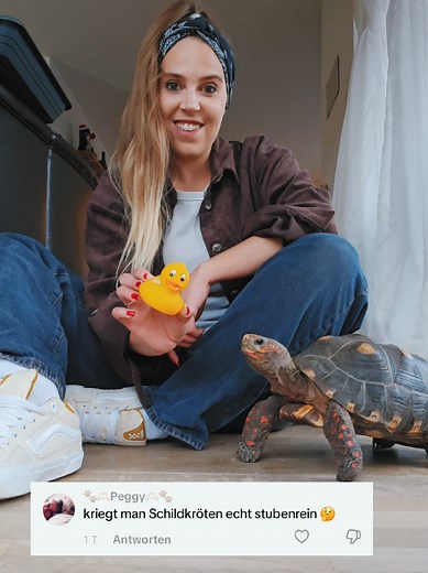 Stubenreine Schildkröte – Tipps und Tricks
