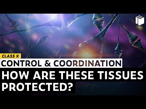 How are these Tissues Protected? | Chapter 7 | Class 10 | PuStack