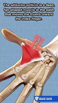 What Is The Adductor Pollicis Muscle ? - UTOLEDO Orthopaedics