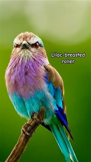 Nature✨ || Lilac-breasted roller || #nature #birds #shorts