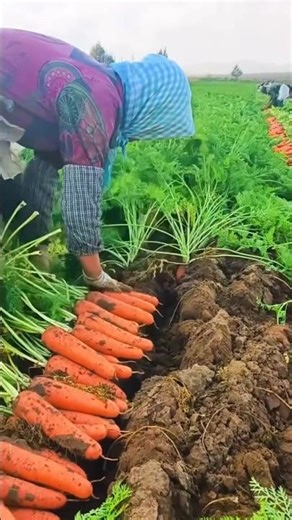 Carrot Harvesting Time ! 🌱 #garden #gardening #agriculture #farming #satisfying