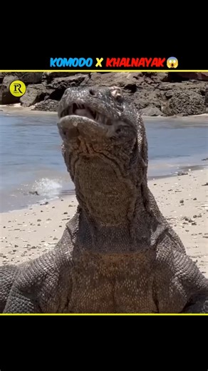 Komodo Dragons Are Khalnayak 😱 || #shorts