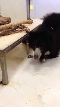 Sloth Bear Cub Enrichment at the Smithsonian's National Zoo