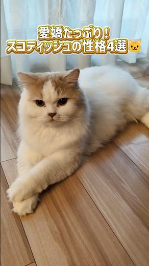 愛嬌たっぷり！スコティッシュの性格4選🐱