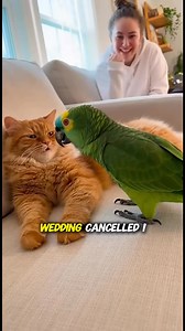 18M views · 367K reactions | You're stupid cat #parrots #parrottalking | Little Parrot Cops | Facebook