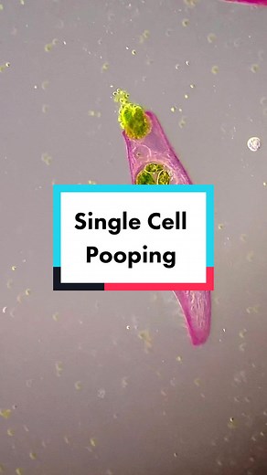 Understanding Cytoprocts in Ciliates: Digestive Process Explained