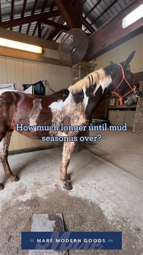 Horse people 欄 beef with Mother Nature #equestrian #hunterjumper #showjumping #dressage #eventing #horses #maregoods #badass #badassequestrians #themaremare #westernpleasure #quarterhorse | Mare Goods | Facebook