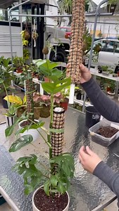 2.5K views · 9.6K reactions | Moss Poles that grow with your plant 華 #stackablemosspoles • In nature, climbers stretch upward to reach sunlight. With a pole or trellis, we recreate their jungle canopy journey indoors ☀️ • #plants #plantsmakepeoplehappy #fblifestyle #plantsofinstagram #plantsplantsplants #monstera #climbingplants #climbingplant | Foraging Fosters | Facebook