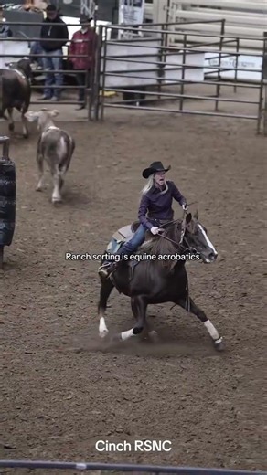 Ranch sorting horses are on a whole other level!