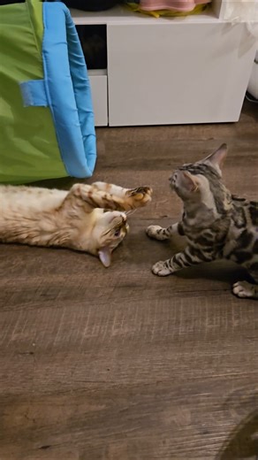 My Bengal Cats Fighting Like They’re Auditioning for a Marvel Movie 😂