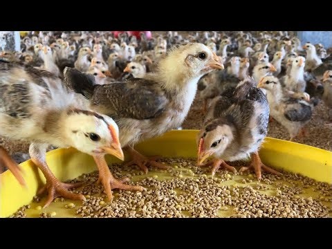 Secrets of Profitable Chicken Farming: How We Raise Thousands of Healthy Chicks
